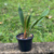Coelogyne Sulphurea na internet