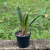 Coelogyne Sulphurea na internet