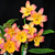 KIT COM 5 DENDROBIUNS NOBILE - Orquidário Lumani