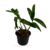 Dendrobium Undulatum na internet