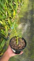 Dendrobium Anosmum Tipo P15 - Orquidário Lumani