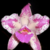 Cattleya Amethystoglossa Flamea