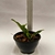 Cattleya Nobilior Lilacina (Gold x Bastos) - comprar online