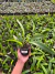 Lc. Dr. Peng x C. Lueddemanniana P11 - Orquidário Lumani