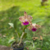 Cattleya Durigan Gemini - comprar online