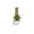 Epidendrum Peperomia na internet