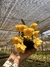 Dendrobium Agregatum - comprar online