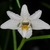 Dendrobium equitans na internet