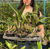 KIT COM 5 CATTLEYAS ADULTAS VARIADAS - Orquidário Lumani