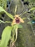 Coelogyne Ovalis - comprar online