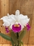 KIT COM 3 CATTLEYAS SEMI ALBAS - loja online