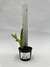 C. Bowringiana Var. Coerulea ˝Gnomos˝ - comprar online