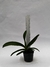 Rhynchostylis Gigantea Red - comprar online