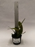 Cattleya Amethystoglossa Var Aurea (Princesinha x Vassoral) - comprar online
