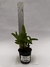 Dendrobium Chrysotoxum "Aureum" na internet