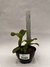 Cattleya Nobilior Coerulea - comprar online