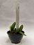 Cattleya Walkeriana (Dayane Wenzel x Heitor) - comprar online