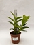 Dendrobium Antennatum - comprar online