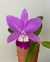 Cattleya Love Knot