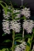 Dendrobium Amethystoglossum P11