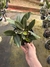 Cattleya Love Knot - comprar online