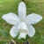 Cattleya Intermédia Alba Puntacta Coerulea