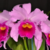 Blc. Irene Finney