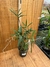 Dendrobium Kingianum Alba - loja online