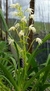 Liparis Longipes - comprar online
