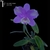 Cattleya Loodigesii Aquini