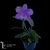 Cattleya Loodigesii Aquini na internet