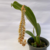 Pholidota Imbricata - comprar online