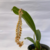 Pholidota Imbricata - Orquidário Lumani