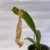 Pholidota Imbricata