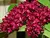 Rhynchostylis Gigantea Red