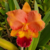 Blc. Salmon Tak