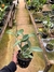 Cattleya Violacea S/A Striata P15 - loja online