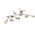 Dendrobium Undulatum na internet