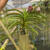 Vanda Kulwadee Fragrance