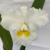 Cattleya Virgínia Ruiz