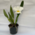 Cattleya Virgínia Ruiz - comprar online