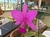 Cattleya Walkeriana (Dayane Wenzel x Heitor) na internet
