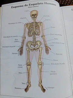Atlas do Corpo Humano - Sebo Raridades