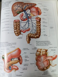 Anatomia Humana - Série Atlas Visuais