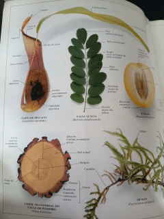 Plantas - Série Atlas Visual - loja online