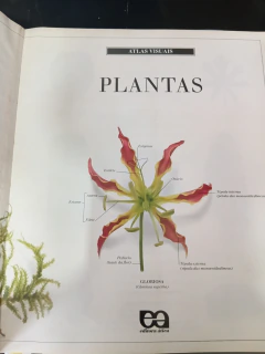 Plantas - Série Atlas Visual - comprar online