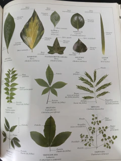 Plantas - Série Atlas Visual - comprar online