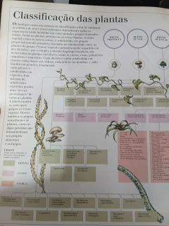 Plantas - Série Atlas Visual na internet