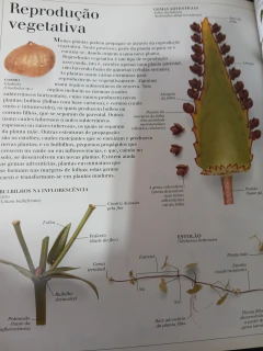 Plantas - Série Atlas Visual - loja online