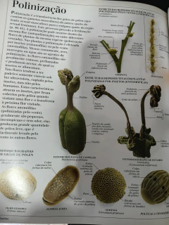 Plantas - Série Atlas Visual